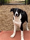 adoptable Dog in , MO named Melissa
