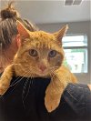 adoptable Cat in  named Fred Weasley