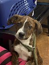 adoptable Dog in  named Ig