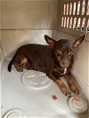 adoptable Dog in , MO named Kylie Jo