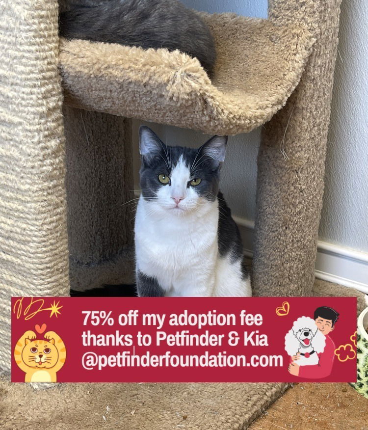 adoptable Cat in Bolivar, MO named Kandy Kat