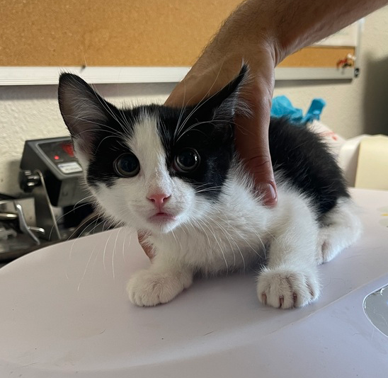 adoptable Cat in Bolivar, MO named Bobby Bearhug