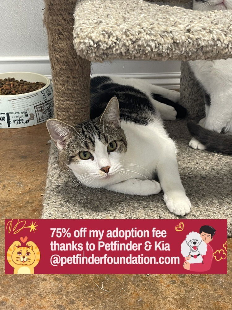adoptable Cat in Bolivar, MO named Boogie Bot