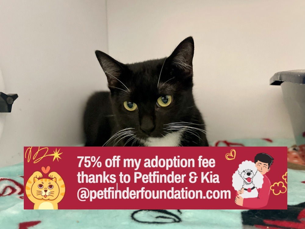 adoptable Cat in Bolivar, MO named Liqueur