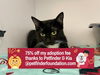 adoptable Cat in bolivar, MO named Liqueur
