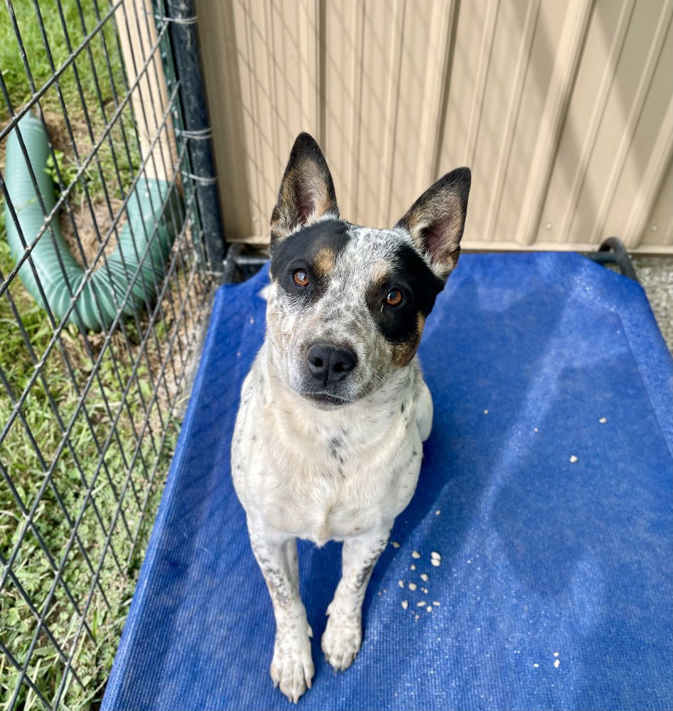 adoptable Dog in Bolivar, MO named Bindie