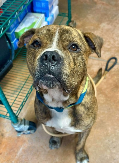 adoptable Dog in Bolivar, MO named Pumba