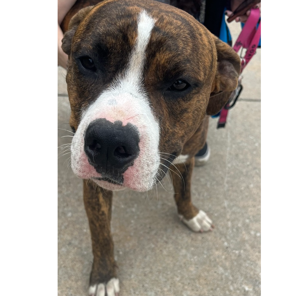 adoptable Dog in Bolivar, MO named Trooper