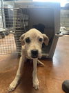 adoptable Dog in , MO named Link