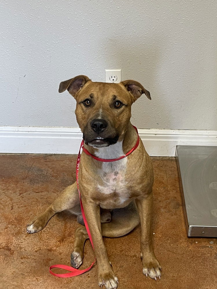 adoptable Dog in Bolivar, MO named Brody