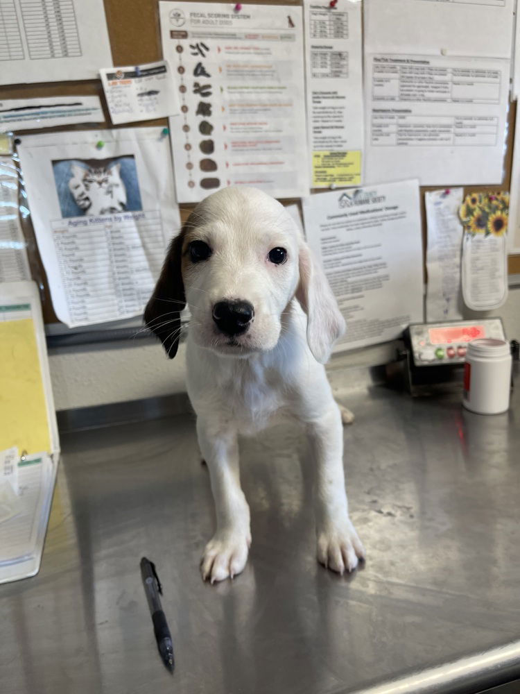 adoptable Dog in Bolivar, MO named Wimbledon