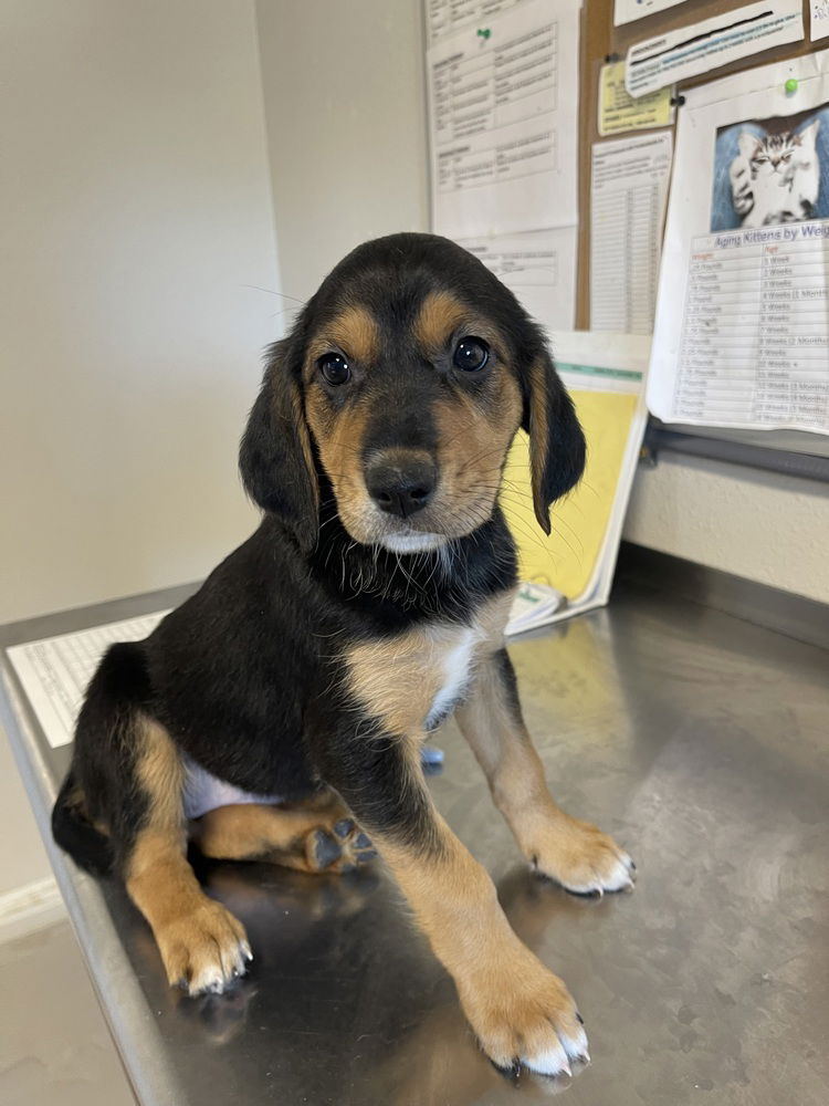 adoptable Dog in Bolivar, MO named Fenway