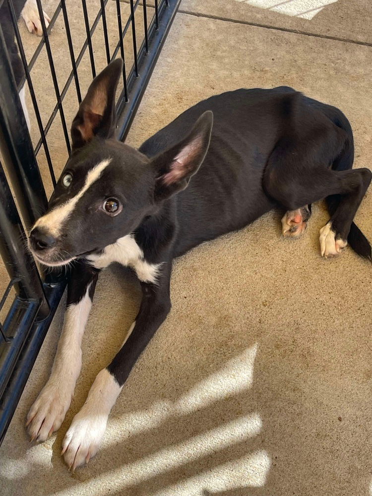 adoptable Dog in Bolivar, MO named Beans