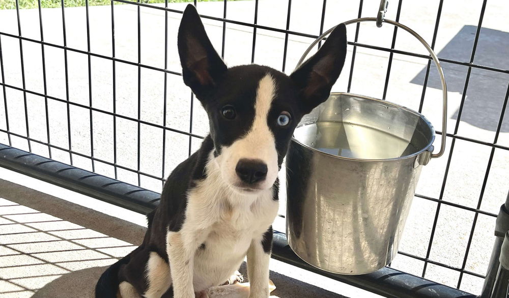 adoptable Dog in Bolivar, MO named Bits