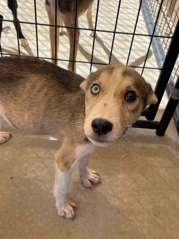 adoptable Dog in Bolivar, MO named Toast