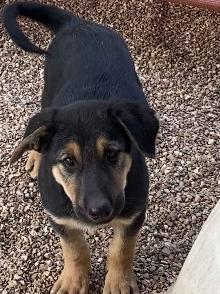 adoptable Dog in Bolivar, MO named Bugatti