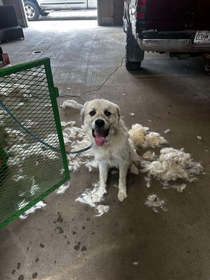 adoptable Dog in Bolivar, MO named Bear