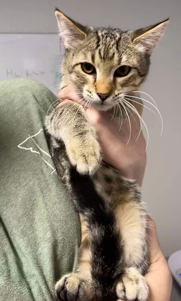 adoptable Cat in Bolivar, MO named Grumpy