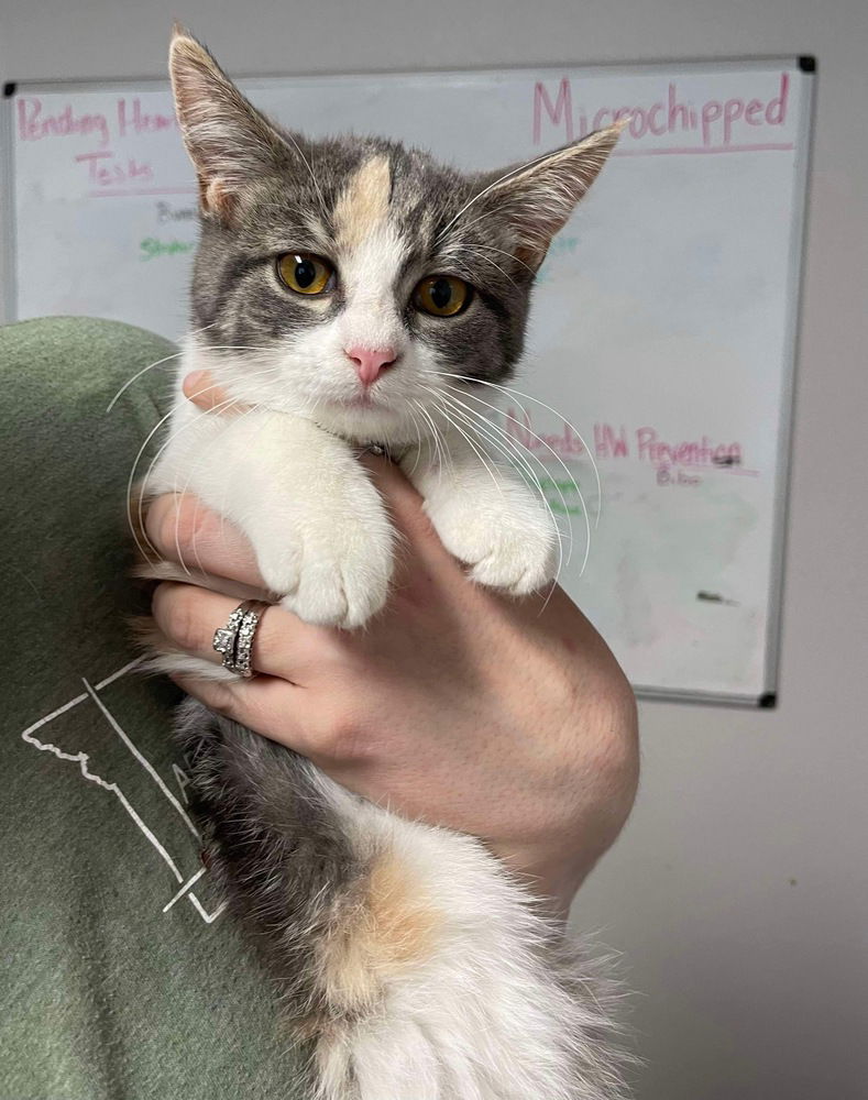 adoptable Cat in Bolivar, MO named Sleepy