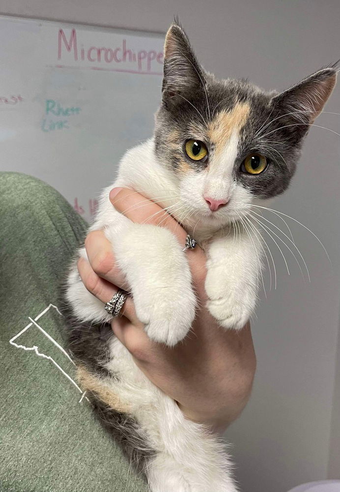 adoptable Cat in Bolivar, MO named Bashful