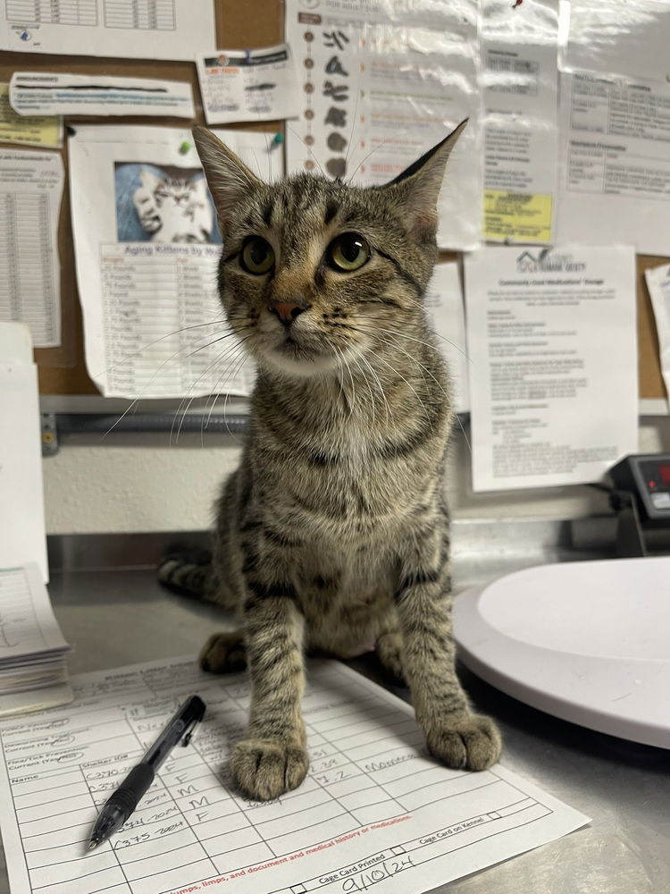 adoptable Cat in Bolivar, MO named Galaxy