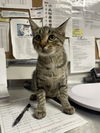 adoptable Cat in Bolivar, MO named Galaxy