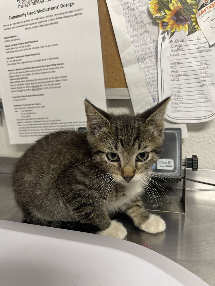 adoptable Cat in Bolivar, MO named Comet