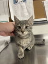 adoptable Cat in Bolivar, MO named Nebula