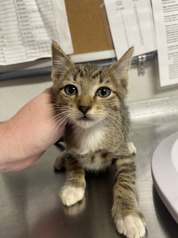 adoptable Cat in Bolivar, MO named Milky Way