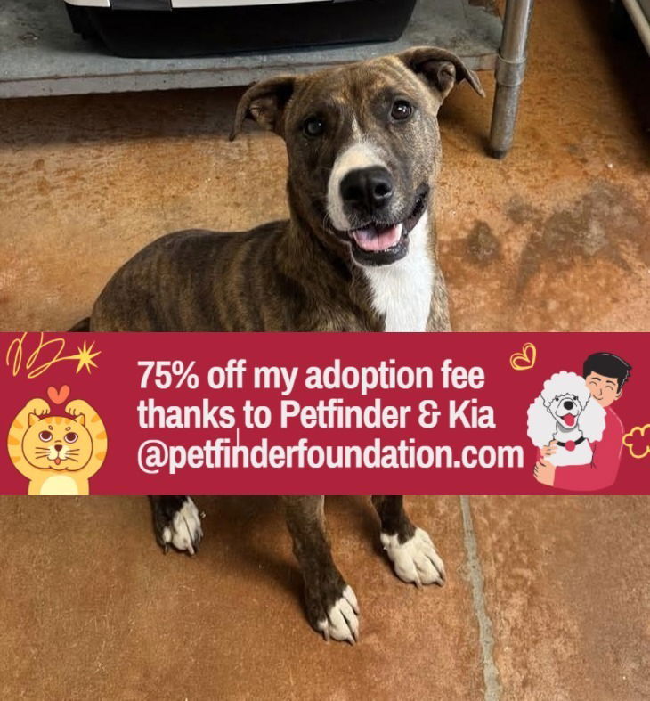 adoptable Dog in Bolivar, MO named Elsa