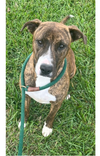 ELSA - German Shepherd Dog / Border Collie available for adoption