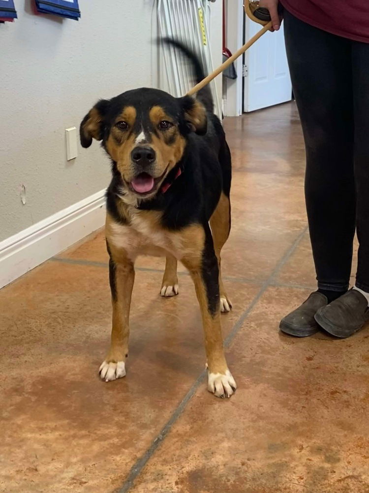 adoptable Dog in Bolivar, MO named Bruno