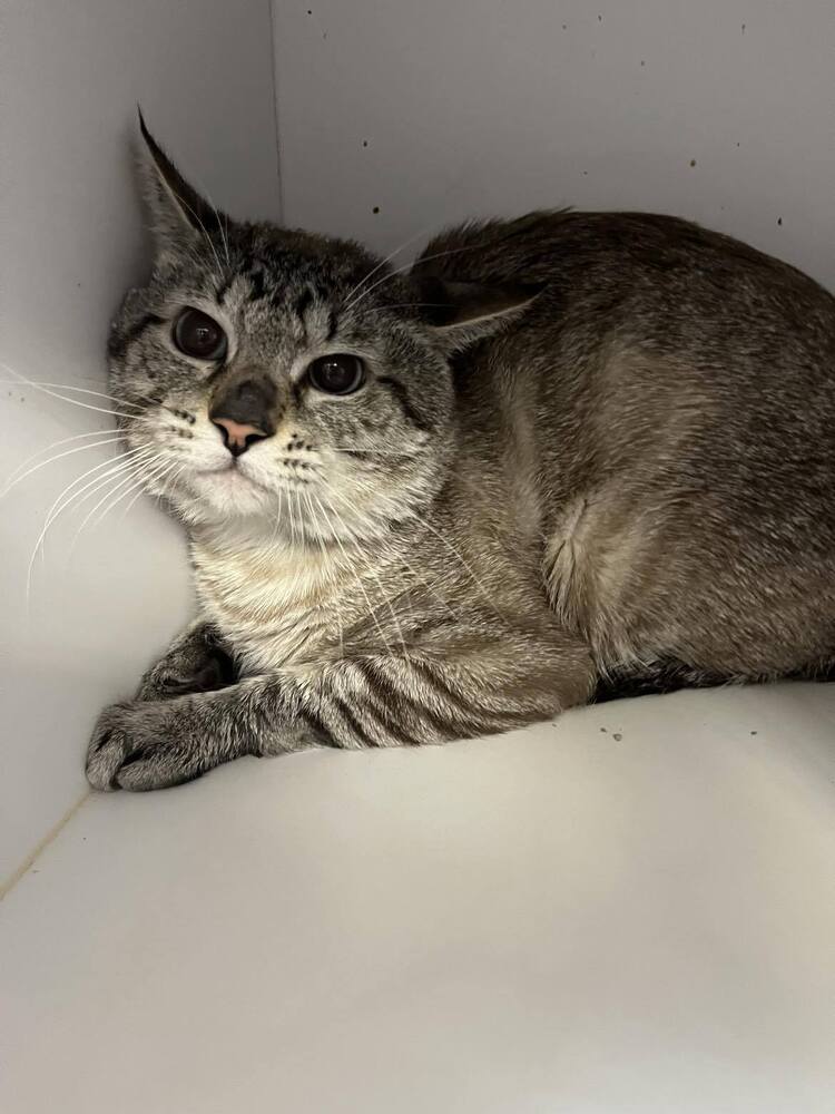 adoptable Cat in Bolivar, MO named Tadpole