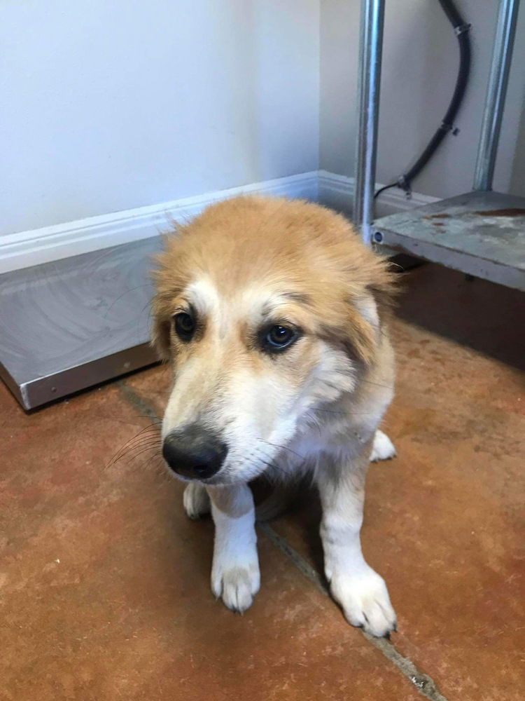 adoptable Dog in Bolivar, MO named Sweetie