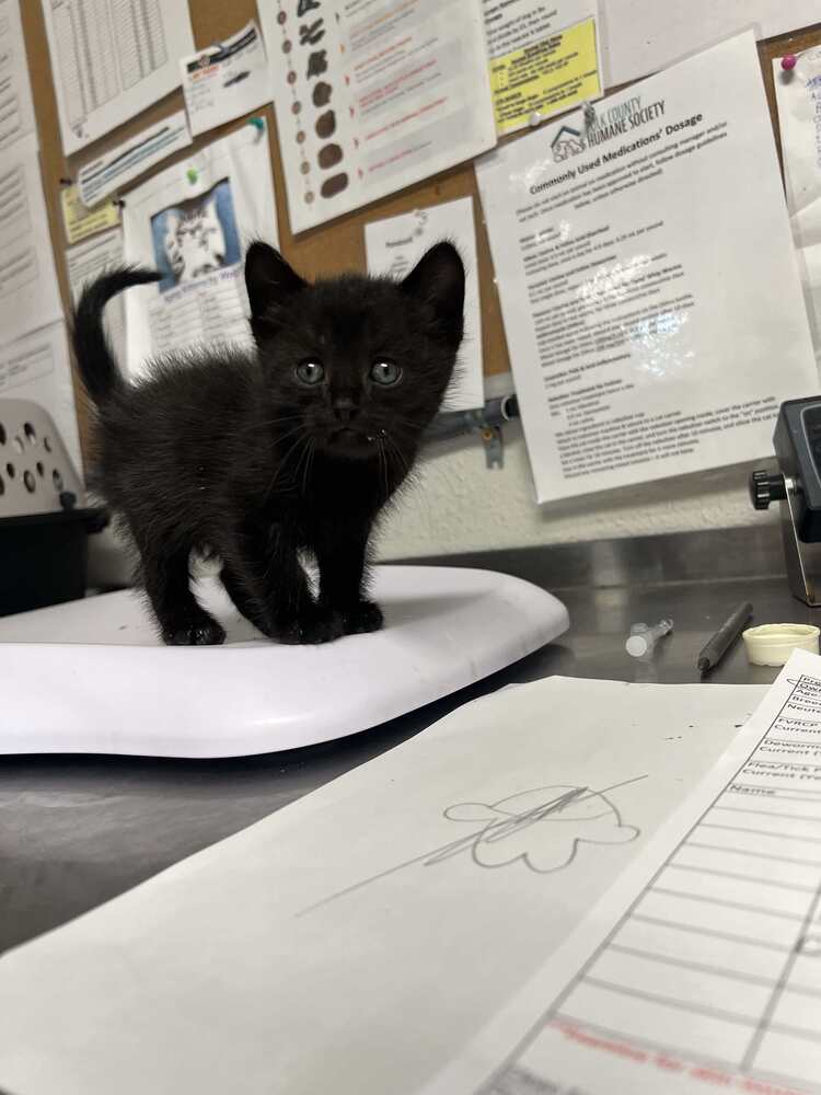 adoptable Cat in Bolivar, MO named Peso