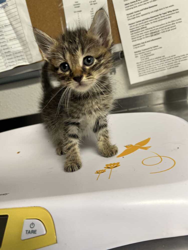 adoptable Cat in Bolivar, MO named Riyal