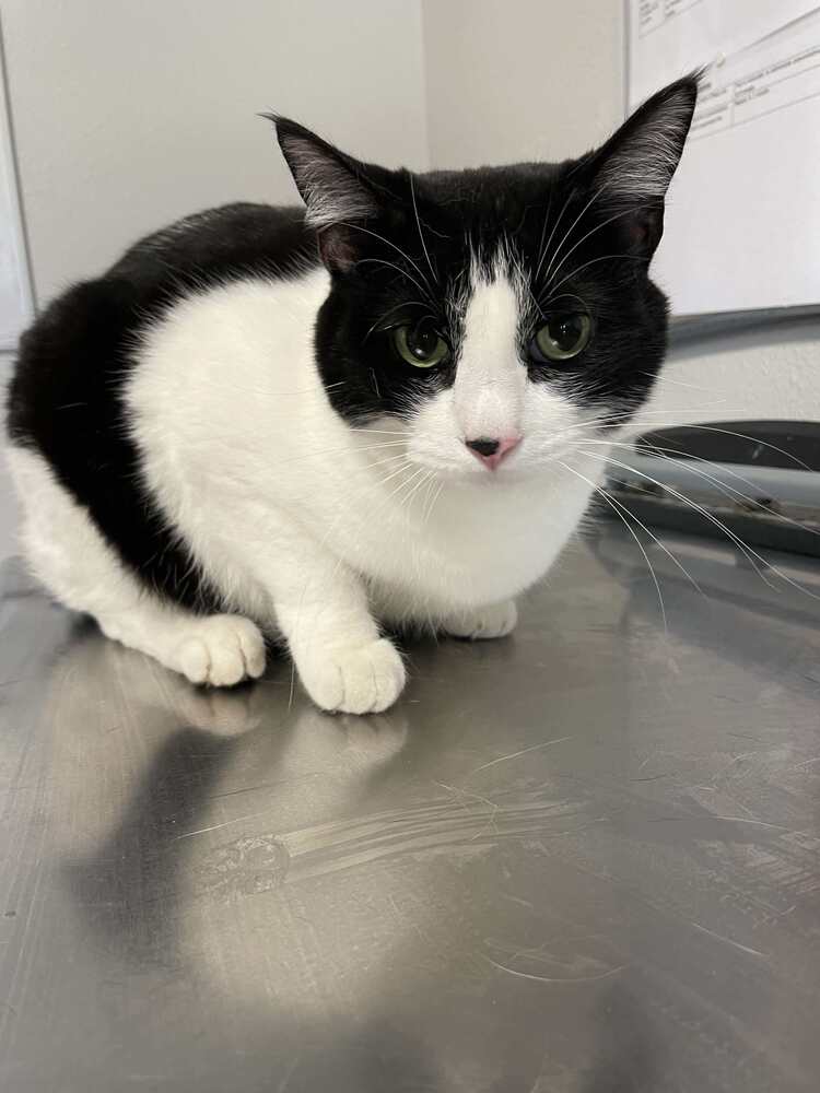 adoptable Cat in Bolivar, MO named Molly