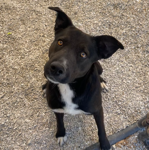 picture of the dog needing adoption