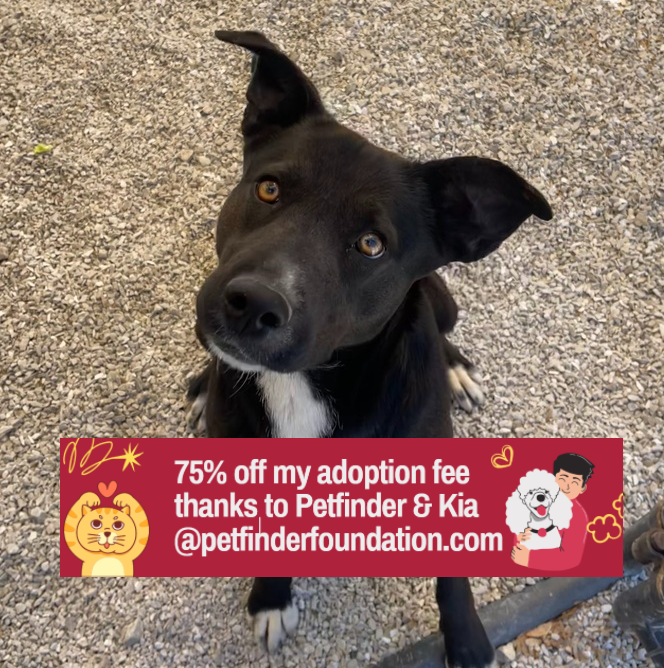 adoptable Dog in Bolivar, MO named Pup