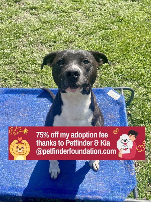 picture of the dog needing adoption