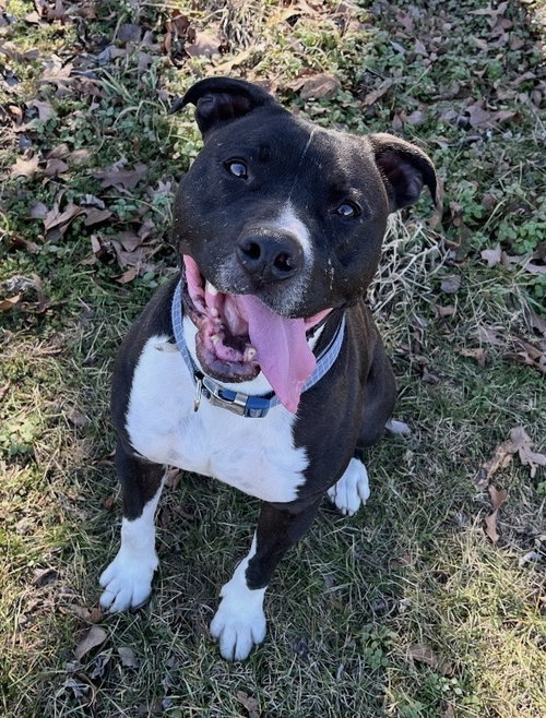 CHEERIO - American Pit Bull Terrier / Boxer available for adoption
