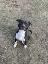 Cheerio - Photo 3