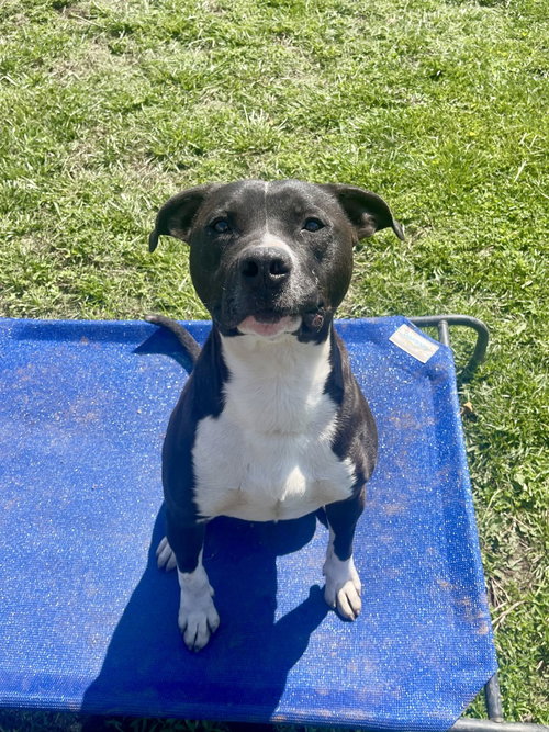 picture of the dog needing adoption