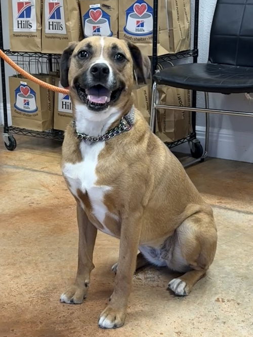 picture of the dog needing adoption