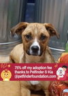 adoptable Dog in bolivar, MO named Sissie G