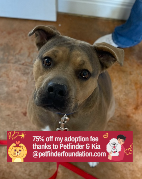 adoptable Dog in Bolivar, MO named Susie