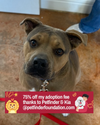 adoptable Dog in bolivar, MO named Susie