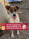adoptable Dog in  named Hubbard