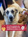 adoptable Dog in bolivar, MO named Luna Bear