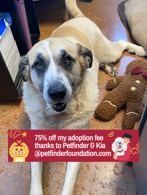 picture of the dog needing adoption